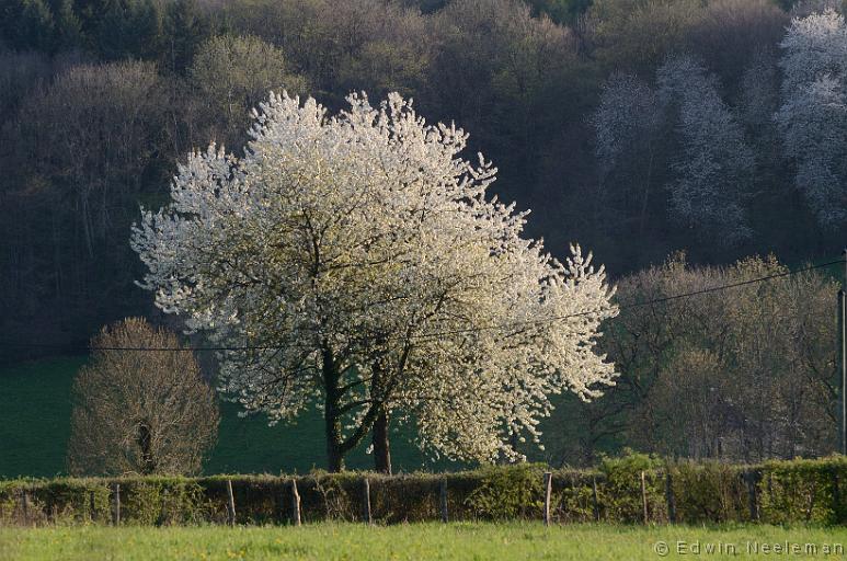 ENE-20130424-0074.jpg - Vareilles (Saône-et-Loire)